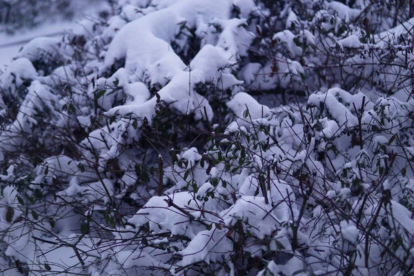 Een Shot Van Boom Takken Sneeuw — Stockfoto