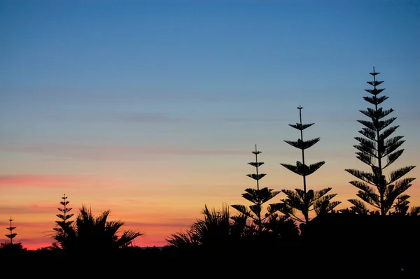 Une Belle Vue Sur Silhouette Des Arbres Coucher Soleil — Photo