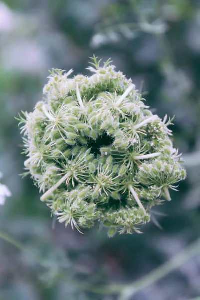 Eine Vertikale Aufnahme Einer Exotischen Blume Mit Verworrenen Blütenblättern Und — Stockfoto