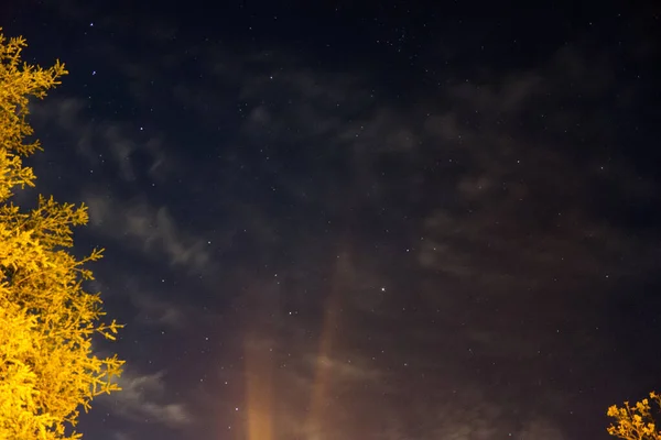 Eine Flache Aufnahme Von Wildblumen Unter Einem Sternenhimmel Der Nacht — Stockfoto