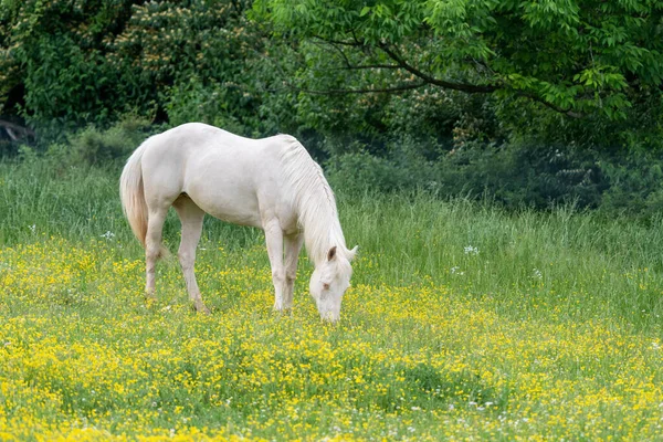 Biały Koń Jedzący Trawę Pastwisku Wypełnionym Małymi Żółtymi Kwiatami — Zdjęcie stockowe