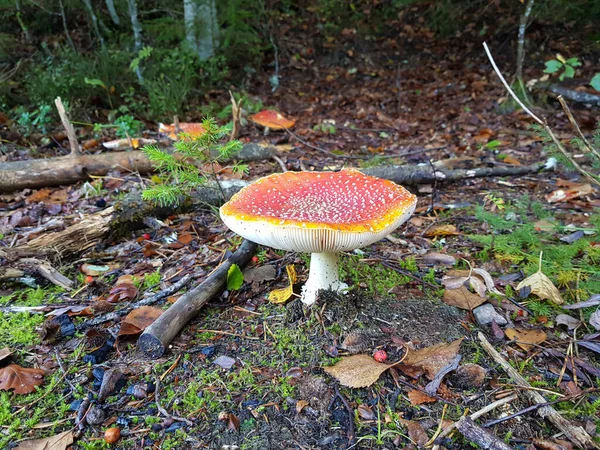 숲에서 자라는 플라잉 버섯의 클로즈업 — 스톡 사진