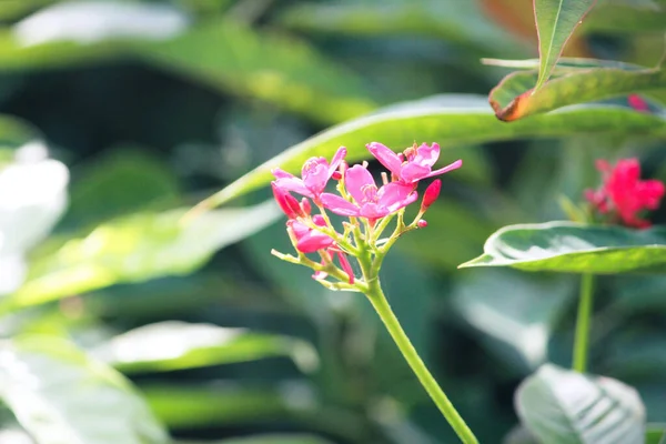 Közeli Egy Finom Rózsaszín Virág Élénk Zöld Levelek Körül Egy — Stock Fotó