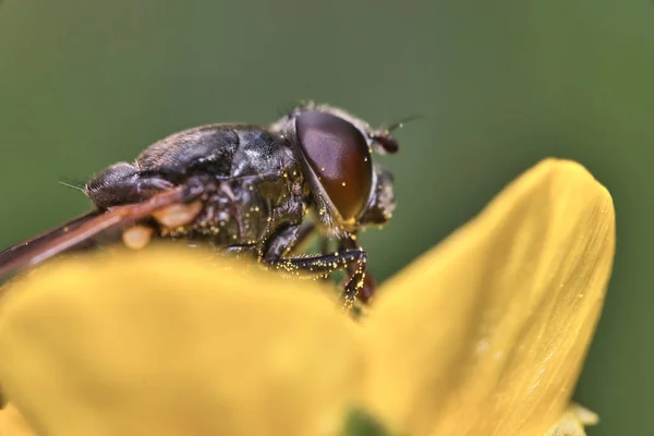 Selective Focus Shot Brown Fly Yellow Flower Petal — Stock Photo, Image