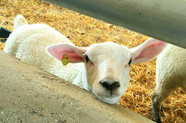 Urocza Owieczka Płotem Farmie — Zdjęcie stockowe
