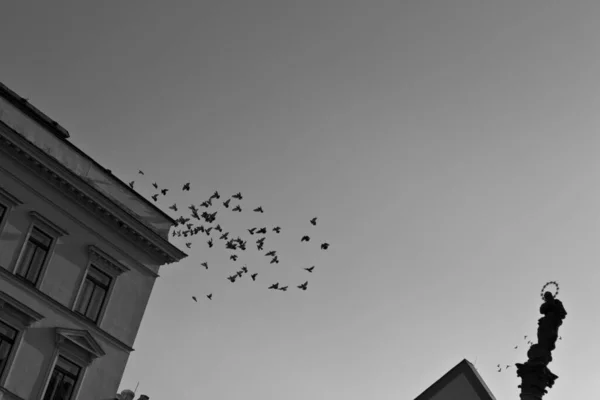 Grayscale Low Angle Shot Flock Birds Flying Clear Sky — Stock Photo, Image