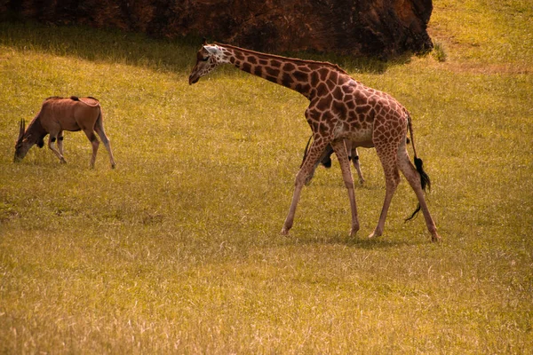 キリンが放牧のカモシカと一緒に歩いている キリンとカモシカが畑を歩き回る — ストック写真