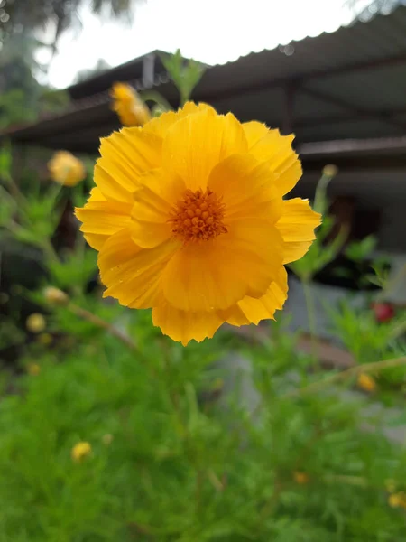 Egy Gyönyörű Sárga Coreopsis Lanceolata Virág Vízcseppekkel Kertben — Stock Fotó