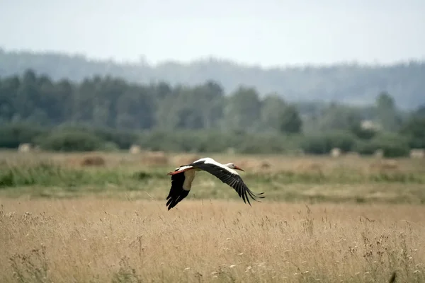 Closeup Shot Stork Flying Field — Stock Photo, Image