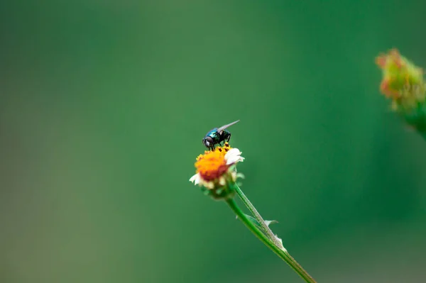 Eine Selektive Fokusaufnahme Einer Kleinen Biene Die Eine Blume Bestäubt — Stockfoto