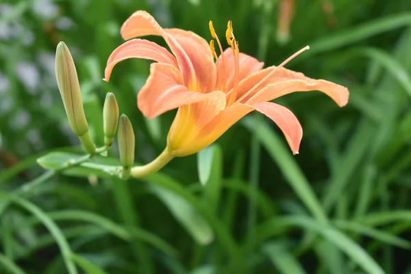 A closeup of a bright orange day-lily flower blooming in the garden