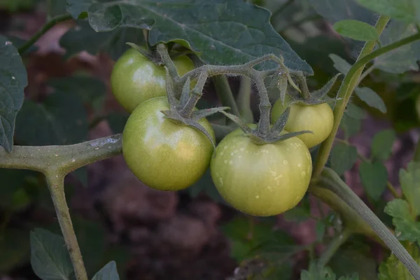 Zbliżenie Zielonych Dojrzewających Pomidorów Ogrodzie Deszczu — Zdjęcie stockowe