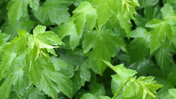 Foglie Bagnate Giorno Pioggia Con Gocce — Foto Stock