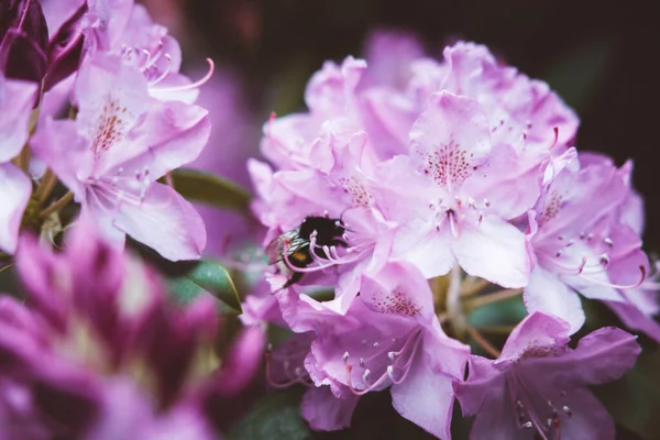 Primer Plano Una Abeja Polinizando Una Flor Rhododendron Rosa Cultivada — Foto de Stock