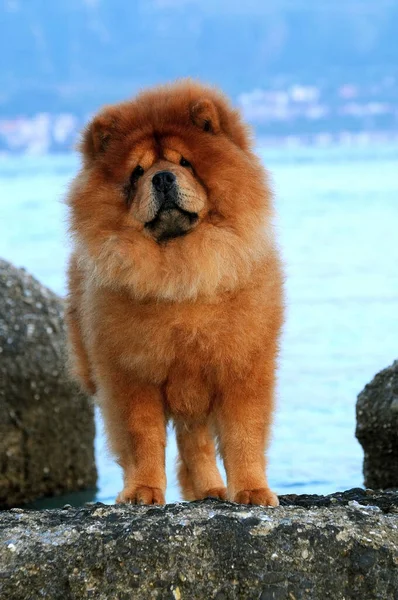 Eine Vertikale Aufnahme Des Niedlichen Hundes Chow Chow — Stockfoto