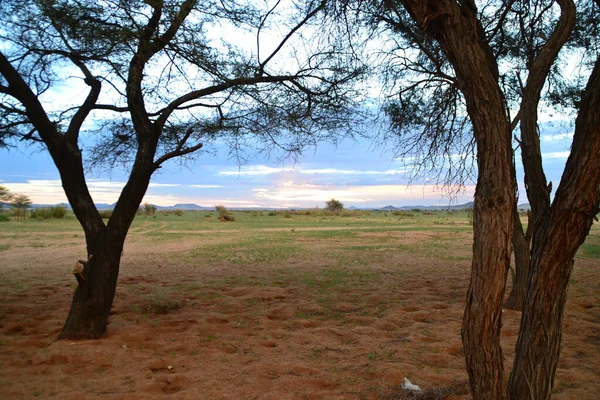 Holé Stromy Stepi Namibii Afrika — Stock fotografie