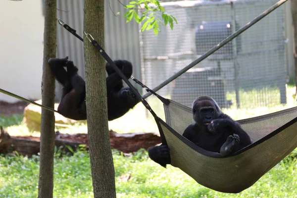 Les Gorilles Orientales Sur Des Hamacs Dans Zoo Kansas City — Photo