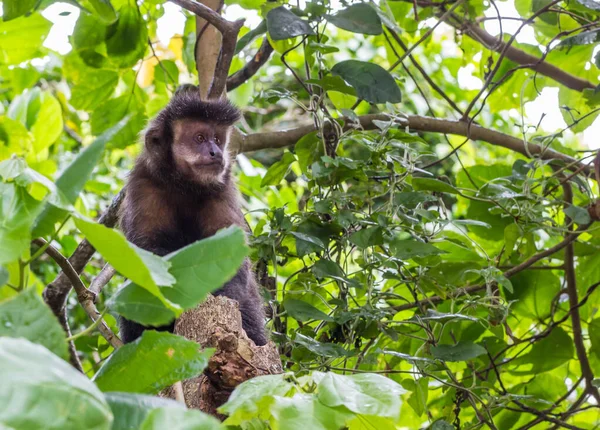 Uma Foto Close Macaco Capuchinho Bonito — Fotografia de Stock