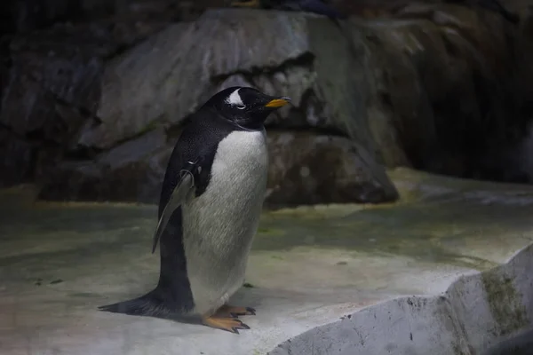 Cute Penguin Kansas City Zoo Missouri Usa — Stock Photo, Image