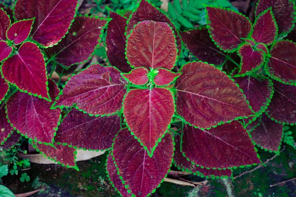 晴れた日に畑で栽培されている植物の紫と緑の葉のトップビューの閉鎖 — ストック写真