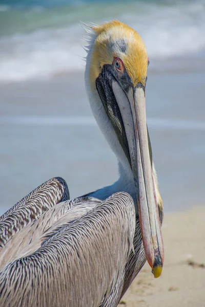 Retrato Pelicano Marrom Gracioso Praia — Fotografia de Stock