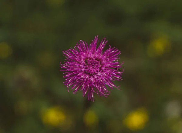 Primer Plano Una Flor Cardo Púrpura Sobre Fondo Borroso — Foto de Stock