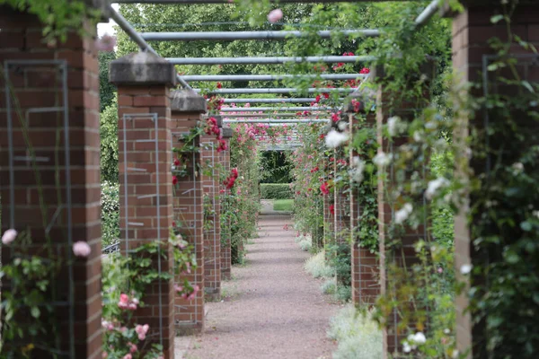 Ein Gang Durch Den Garten Übersät Mit Blumensträuchern — Stockfoto