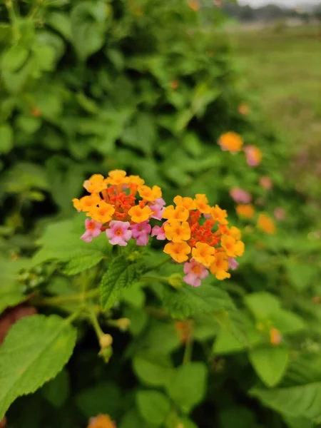 Eine Nahaufnahme Der Westindischen Lantana Blüte — Stockfoto