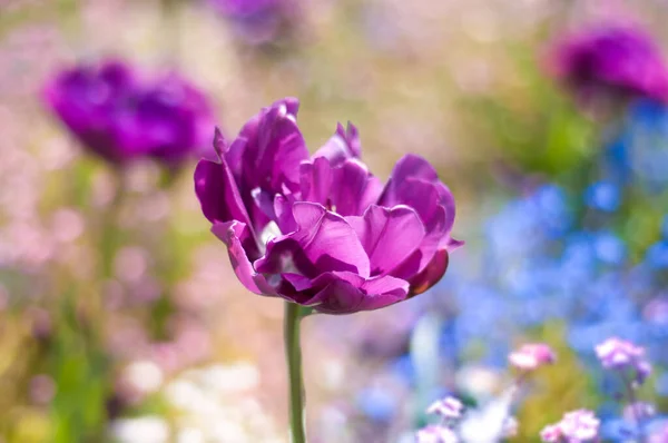 Крупный План Фиолетового Тюльпана Саду — стоковое фото
