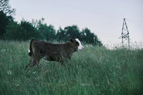 Primer Plano Una Vaca Pastando Entre Flores Silvestres —  Fotos de Stock