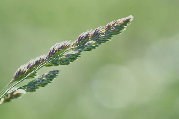 Selective Focus Shot Sweetgrass Branch — Stock Photo, Image