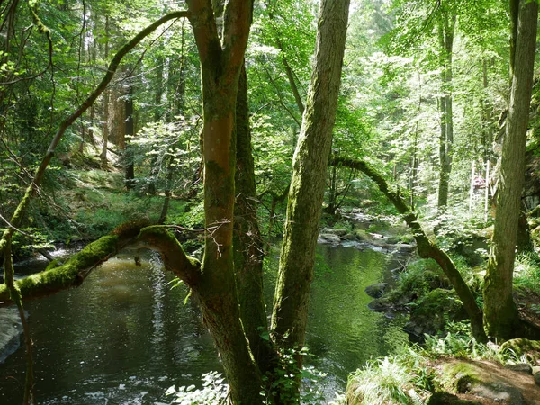 Green Landscape Forest — Stock Photo, Image