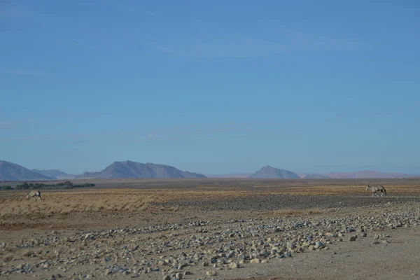 地平線に山が見える牧草地のヤギの静かな風景 — ストック写真