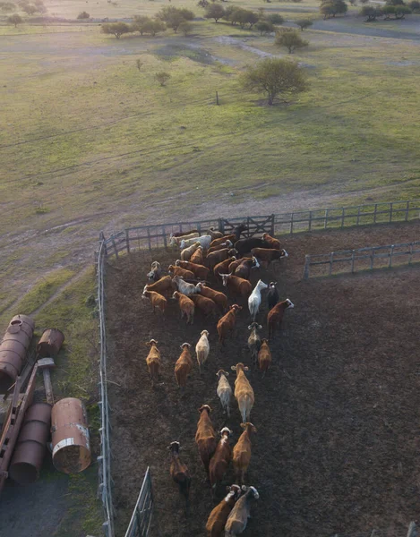 Aerial Shot Cattle Herd Argentina — Stock Photo, Image