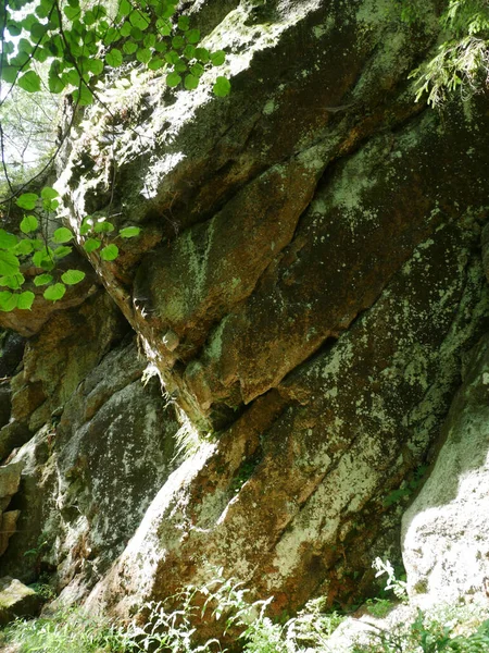 Kayalık Bir Ormanda Bir Çekim — Stok fotoğraf