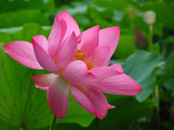 Gros Plan Une Fleur Lotus Rose Sur Fond Flou Idéal — Photo