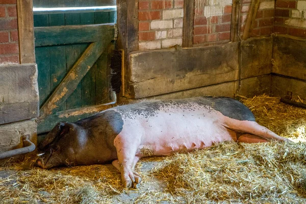 Ένα Γουρούνι Ξαπλωμένο Στο Καλαμάκι Ένα Μπαρ — Φωτογραφία Αρχείου