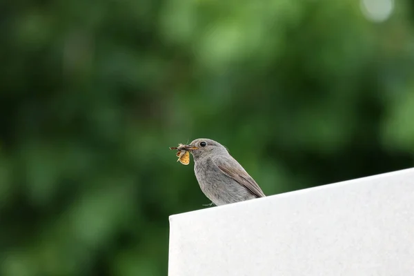 Een Schattige Roodharige Met Zijn Prooi Tuin Met Wazig Groene — Stockfoto