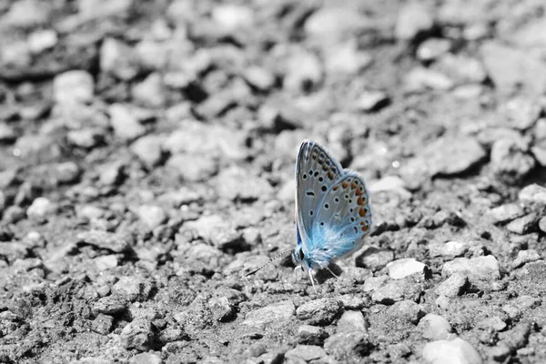 Primer Plano Una Mariposa Azul Suelo Seco Bajo Luz Del — Foto de Stock