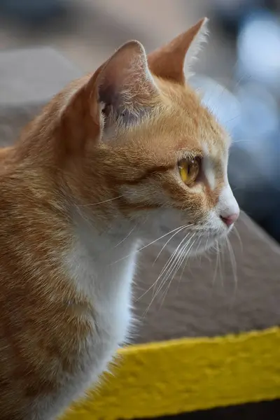 Sida Profil Bedårande Ingefära Katt Tittar Sidan Suddig Bakgrund — Stockfoto