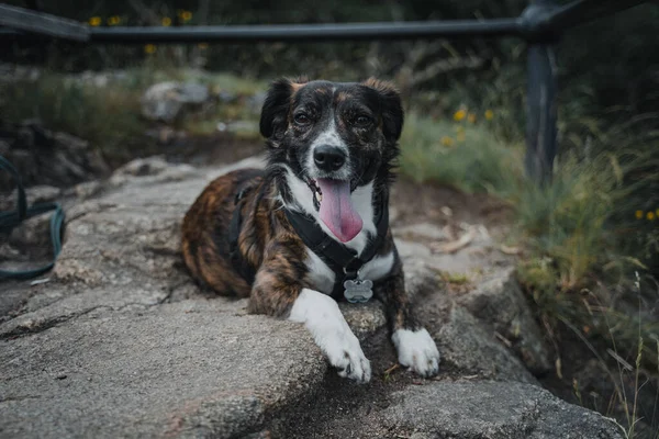 一只可爱的澳大利亚牧羊犬的特写镜头 它在白天坐在外面的山上 — 图库照片