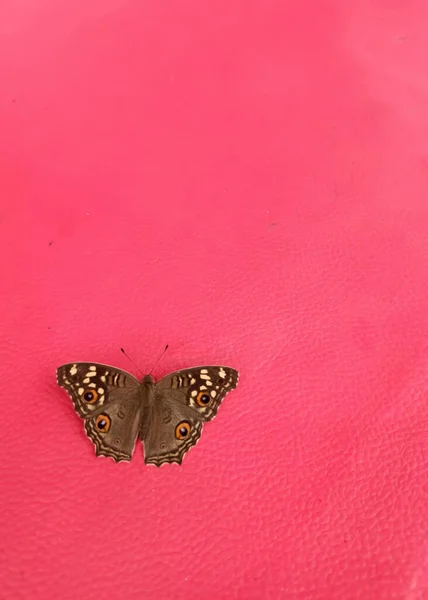 赤の背景に茶色の蝶のクローズアップビュー — ストック写真
