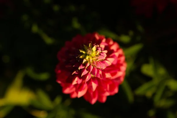 Gros Plan Dahlia Rouge Fleurissant Dans Jardin Sous Lumière Soleil — Photo