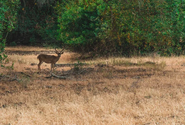 Cerf Dans Une Forêt Couverte Herbe Sèche Arbres Campagne — Photo