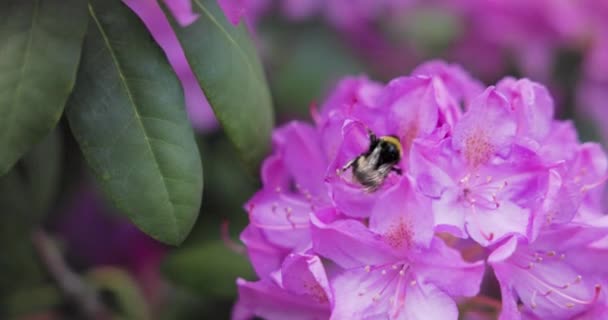 Abelha Polinizando Belas Flores Brilhantes Crescendo Jardim Verão Dia Ensolarado — Vídeo de Stock