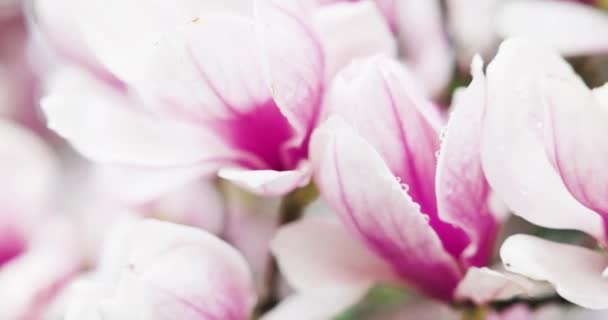 Branche Arbre Avec Belles Fleurs Magnolia Lumineux Poussant Dans Jardin — Video