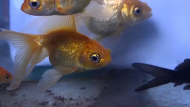 Золотые Рыбки Плавают Аквариуме — стоковое видео