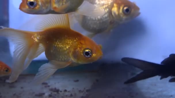 Peces Dorados Nadan Acuario — Vídeos de Stock