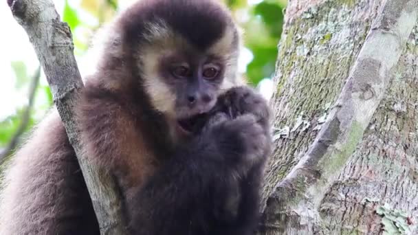 귀여운 원숭이의 클로즈업 — 비디오