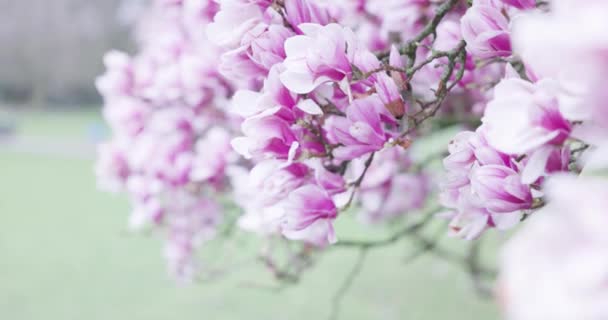 Ramură Copac Flori Frumoase Magnolie Strălucitoare Care Cresc Grădină Ziua — Videoclip de stoc